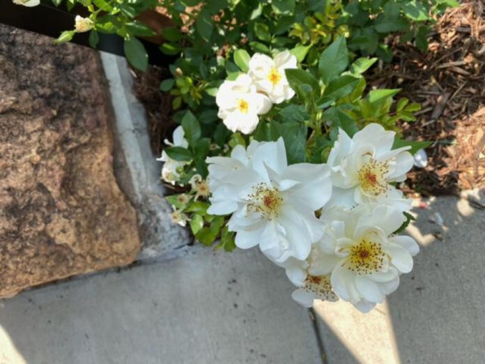 How Tall is Lonnie Quinn? Everything You Need to Know