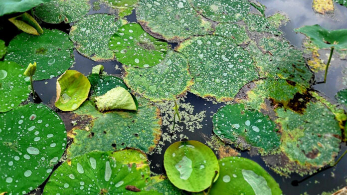 Discover Caylee Cowan’s Height: The Truth Unveiled