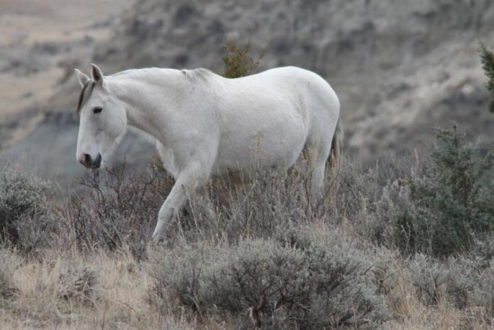 Dakota Meyer Net Worth: How Much is the War Hero Worth