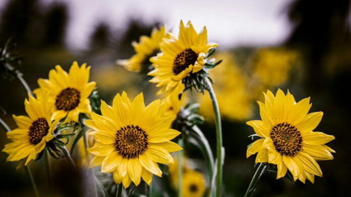 Discover Robyn Dixon’s Height: All You Need to Know!