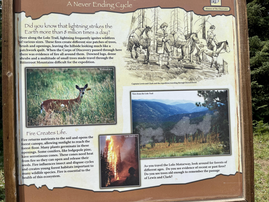 Uncovering Lolo Wood's Height The Truth Revealed Animascorp