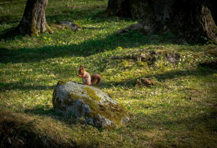 Uncovering Lina Belfiore’s Age: The Mystery Revealed