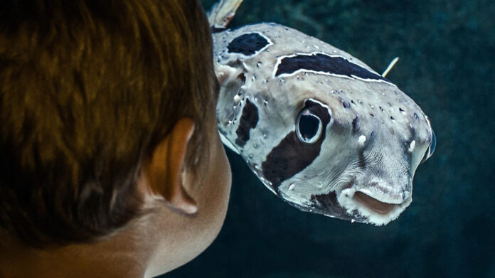 Discover Pretty Boy Fredo’s Age and More!