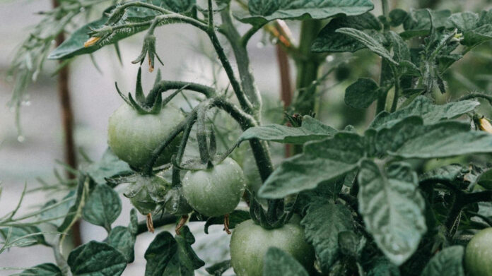 Discover the Truth About Ina Garten’s Height