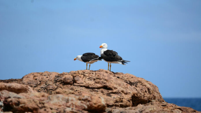 Discover Damaris Phillips Net Worth