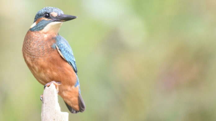 The Unforgettable Phyllis Minkoff: A Remarkable Story