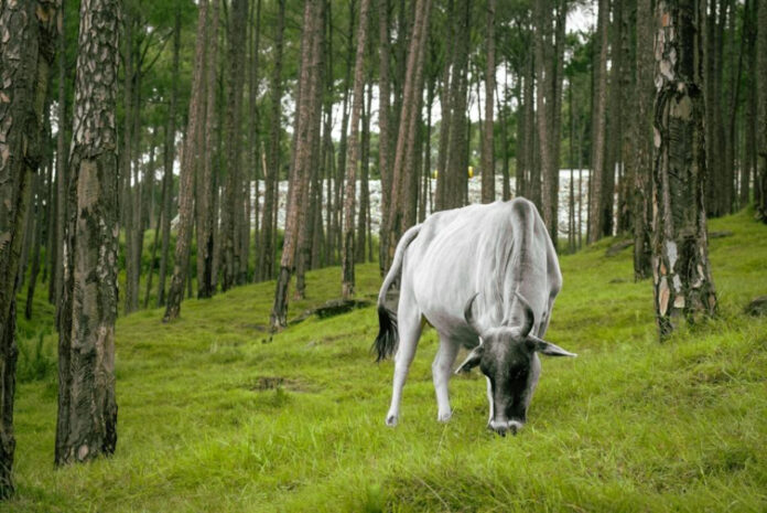 Uncovering the Mysterious Brahman Galanti
