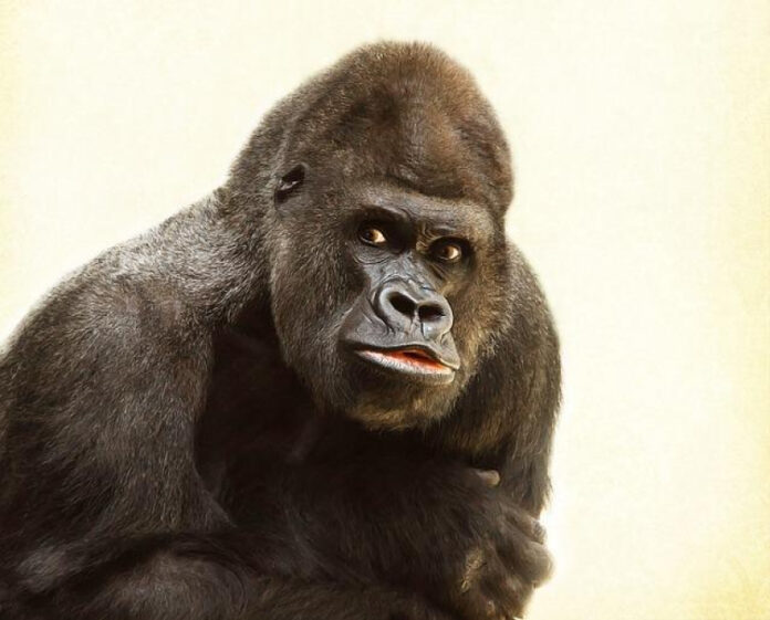 Glorilla Birthdate: A Biography of the Amazing Gorilla
