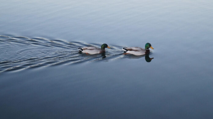 The Ultimate Guide to That ’70s Show