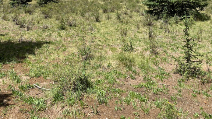 Isabel Paige: Age, Biography, and Life