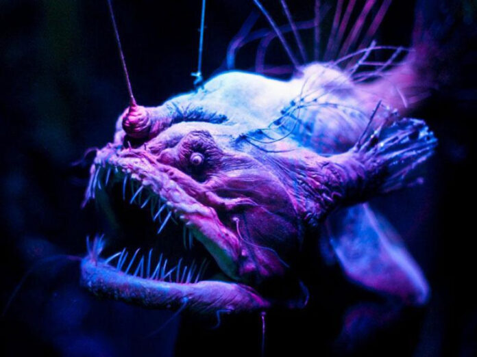 top-10-scariest-animals-a-guide-to-the-creepiest-creatures.jpg Top 10 Scariest Animals: A Guide to the Creepiest Creatures
