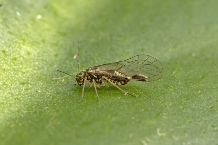 Can Animals Have Down Syndrome? The Truth Revealed