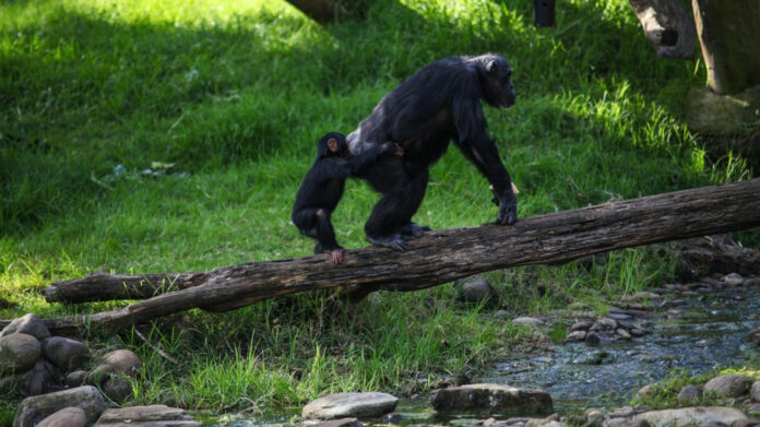 Chimp Attack: Woman’s Horrifying Encounter