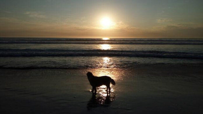 The Twisted Tale of Harvey Glatman: A Chilling True Crime Story