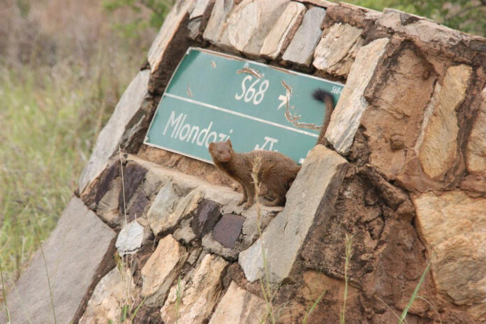 discover-the-fascinating-mongoose-hawaii-habitat.jpg Discover the Fascinating Mongoose Hawaii Habitat