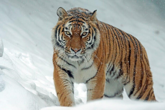 meet-the-adorable-tiger-with-down-syndrome-a-unique-tale.jpeg Meet the Adorable Tiger with Down Syndrome: A Unique Tale