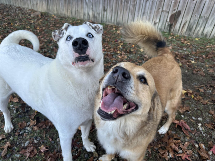 Is Beethoven Black? Exploring the Musical Icon’s Racial Identity