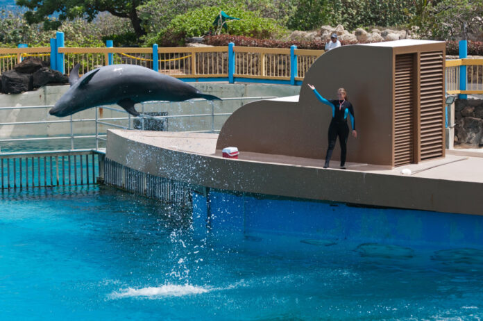 Discover the Fascinating World of Wholphins