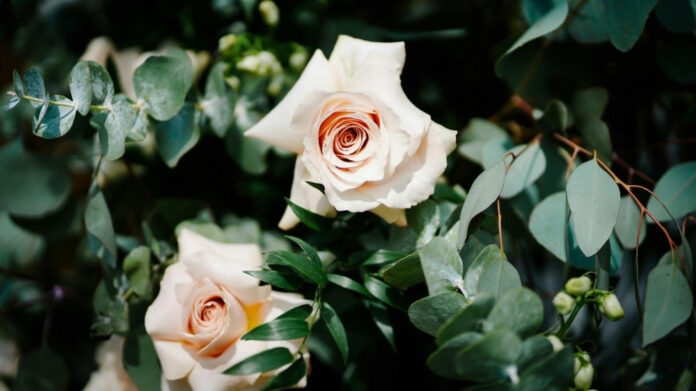 Is Bob Ross Still Alive? The Truth About the Iconic Painter