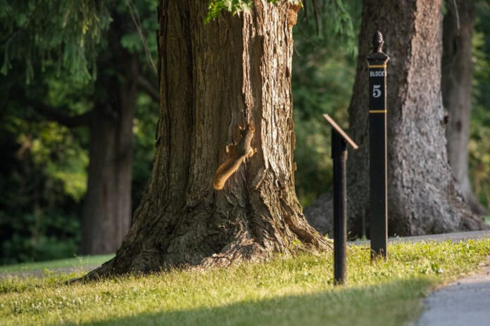 The Impact and Legacy of Abraham Lincoln’s Skin