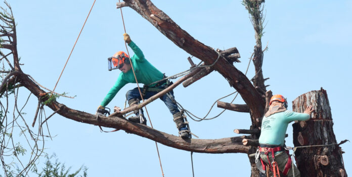 The origins of the chainsaw: a brief history