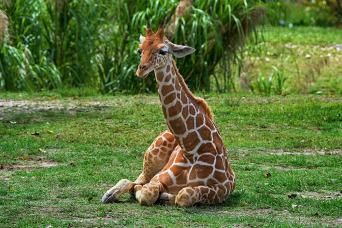 Understanding the Unique Beauty of the Down Syndrome Giraffe