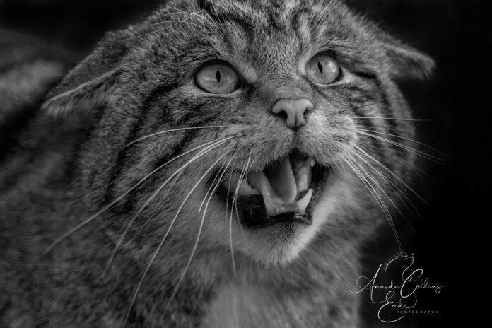 Is Braveheart a True Story? Separate Fact from Fiction