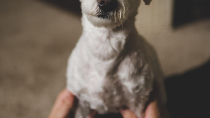 The Grim Truth: Dark Meaning Behind Nursery Rhymes