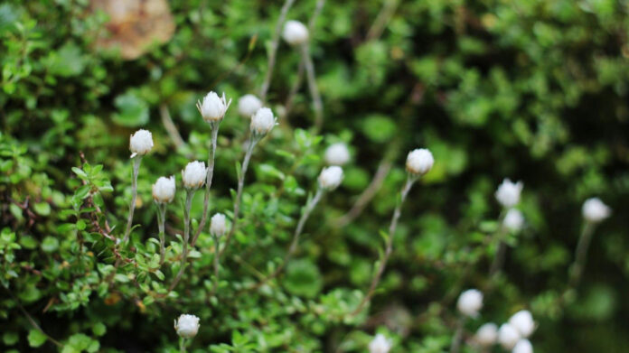 Unraveling the Devastating Actions of Josef Fritzl