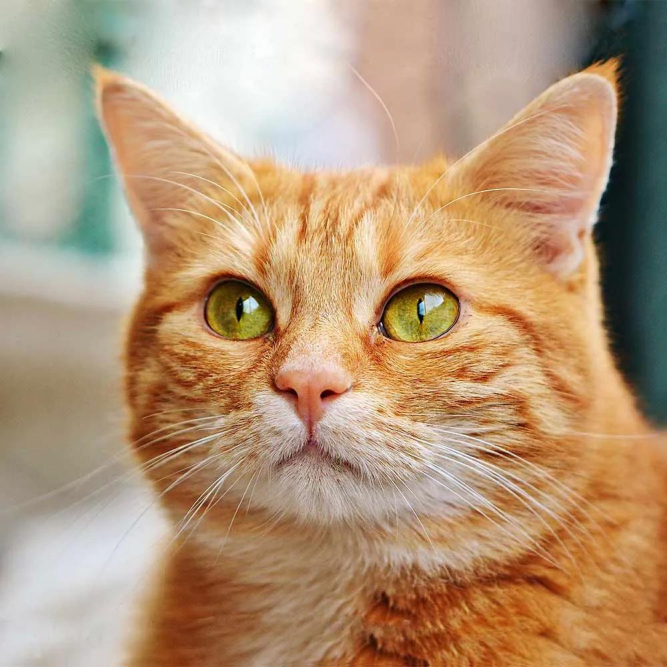 the-ins-and-outs-of-cat-majors-in-alaska.jpg The Ins and Outs of Cat Majors in Alaska