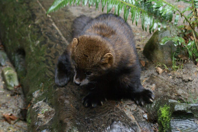 Understanding the Potential Threat of Fisher Cats to Humans