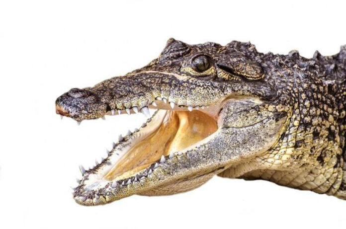 crocodile-hunter-dies-remembering-steve-irwins-legacy.jpg Crocodile Hunter Dies: Remembering Steve Irwin’s Legacy