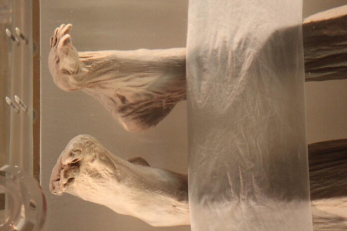 uncovering-the-fascinating-story-of-xin-zhui-mummy.jpg Uncovering the Fascinating Story of Xin Zhui Mummy
