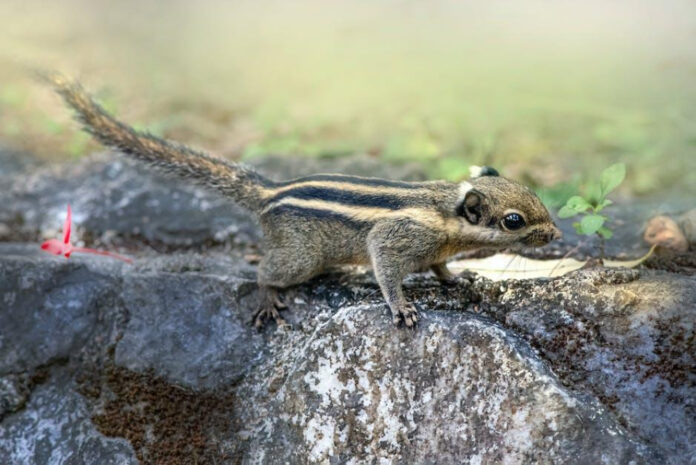 do-chipmunks-hibernate-exploring-the-hibernation-habits-of-these-small-mammals.jpeg Do Chipmunks Hibernate? Exploring the Hibernation Habits of These Small Mammals