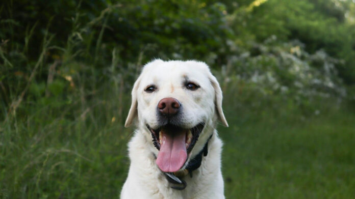 the-height-of-rendon-labrador-a-biographical-profile.jpg The Height of Rendon Labrador: A Biographical Profile