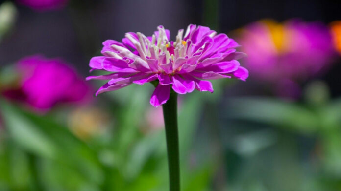 Ronna McDaniel Height: Facts About the GOP Chair’s Stature