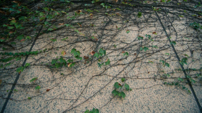 Unveiling the Passionate Lyrics of Love Like This by Kodaline