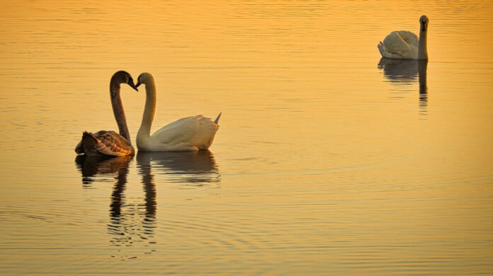 Thousand Words of Love: A Lyrical Journey in English Lyrics