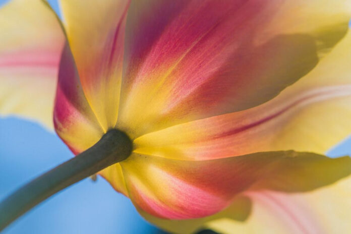 Sweet Serenade: ‘I Think I’m in Love’ Lyrics and Meaning