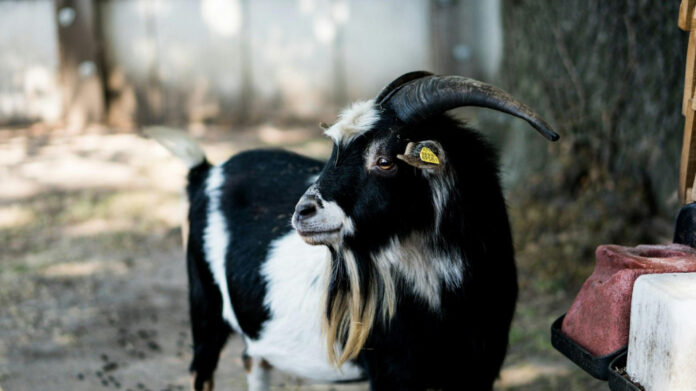 Discover the Beautiful Horn of Plenty Lyrics