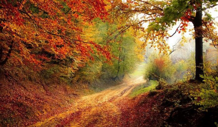 Autumn Serenades: Romantic Song Lyrics Inspired by Fall