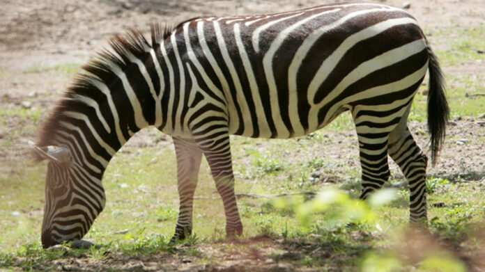 Enchanting Lyrics of Pharrell Williams: Down in Atlanta, a Romantic Journey