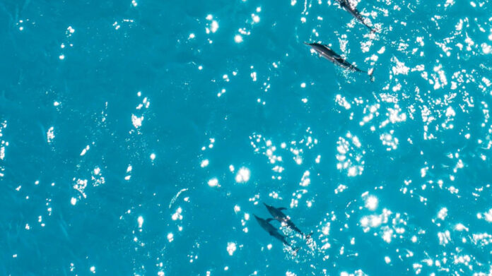 Mesmerizing Melodies of the Sea: A Lyrical Tribute to Ocean’s Eternal Love