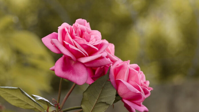 Captivating Lyrics: George Strait’s Soulful ‘You Look So Good in Love