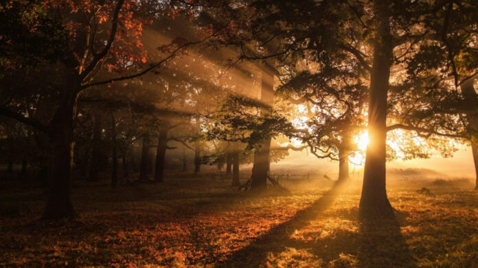 Enchanting Serenade Lyrics: Immersed in Romantic Melodies