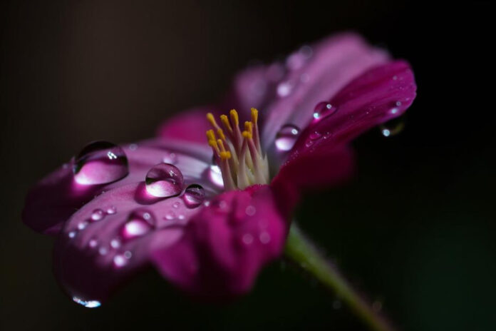 Whispering Petals: Captivating ‘Flower in the Rain’ Lyrics