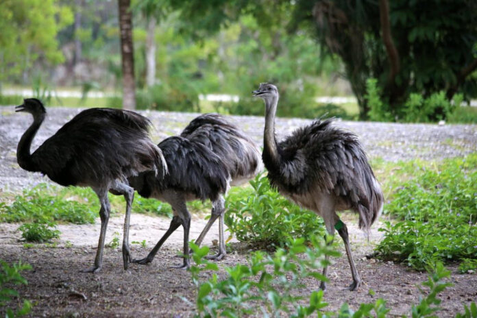 the-greater-rhea-discovering-the-fascinating-world-of-this-south-american-flightless-bird.jpg The Greater Rhea: Discovering the Fascinating World of This South American Flightless Bird