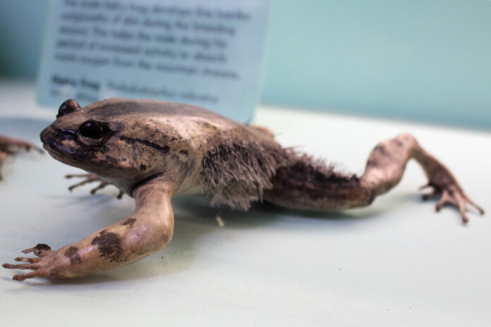Surprising Adaptations of Wolverine Frogs: Unveiling Their Unique Features