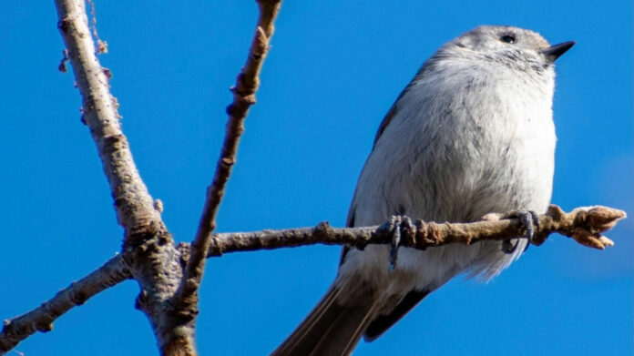The Fascinating World of Steller’s Jay: Insights into the Scientific Wonders
