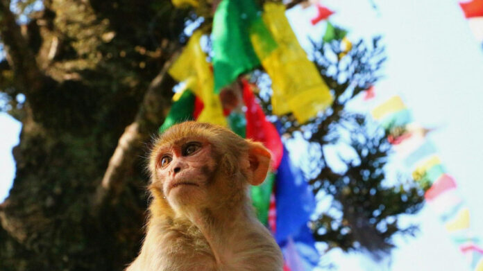 The Puzzling Phenomenon: Unraveling the Balding Monkey Mystery